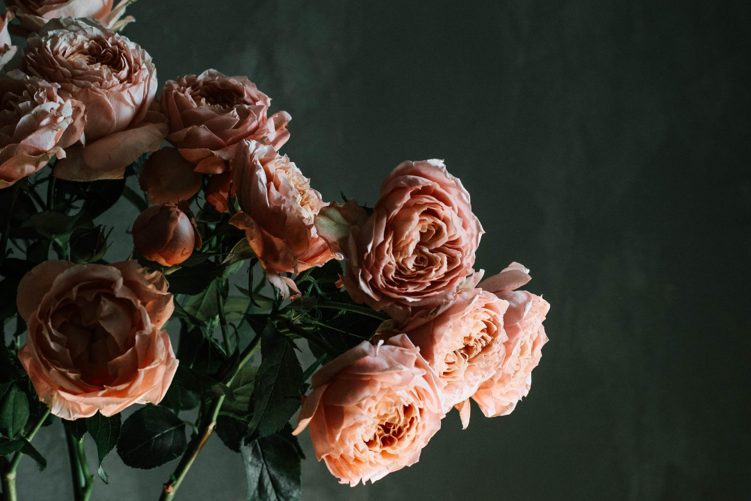 Image of roses on a dark background representing grief and loss