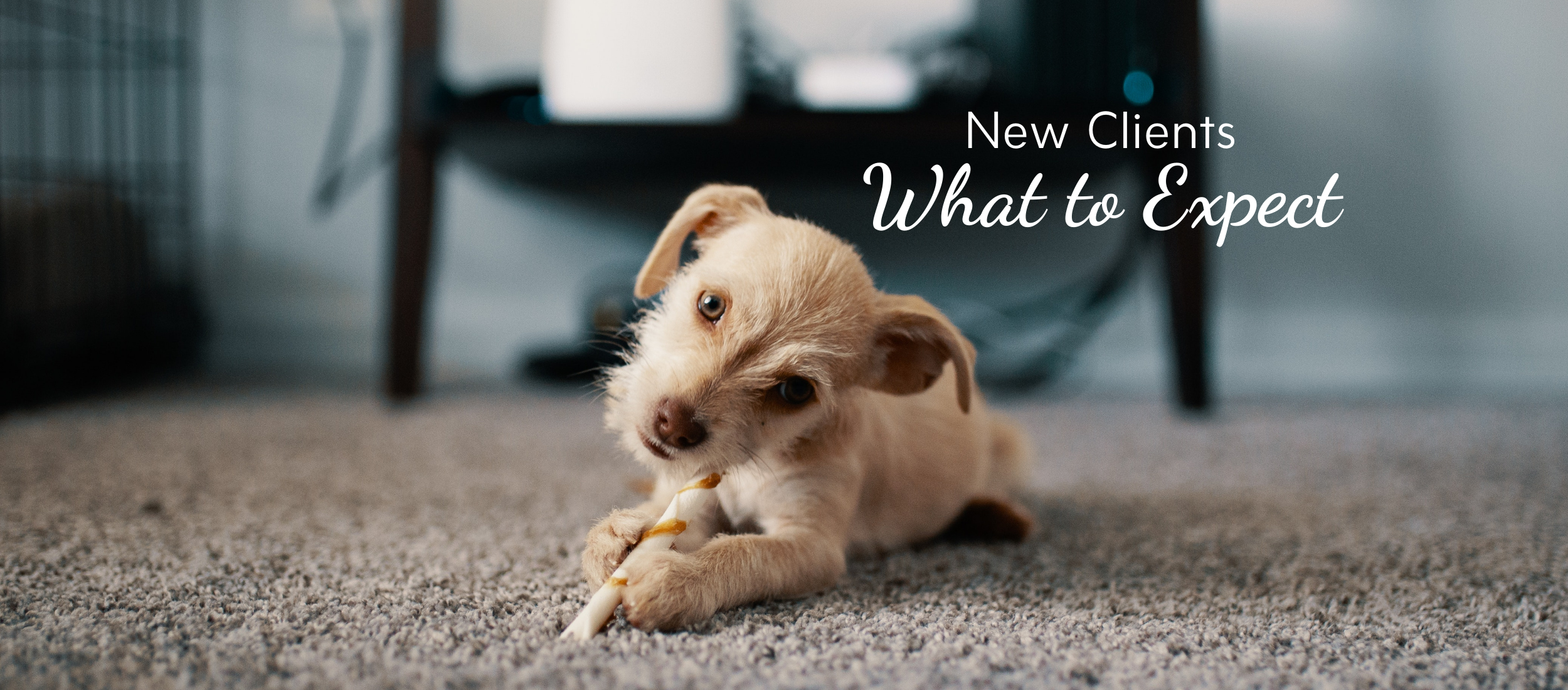 Hero Santa Rosa Psychotherapy New Clients 01 Header image that reads: New Clients. What to expect.